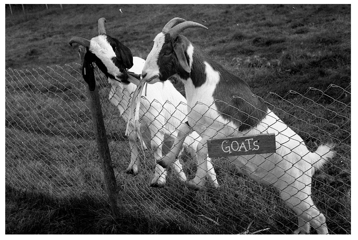 @jonadaskin · 19h Goats. Shot using HP5, developed with DDX, fixed with rapid fixer. Paper developed with Multigrade, ilfostop, rapid fix! 15 sec with grade naught, and 15 sec with grade 5. Light dodging and burning. #ilfordphoto #fridayfavourites #printedwithpassion @ILFORDPhoto