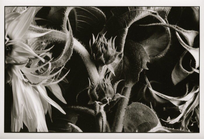 @justgipsy · 16m #ilfordphoto #printedwithpassion #fridayfavourites Darkroom prints #Delta100 rated @ 50, selenium toned, part of a sunflower series