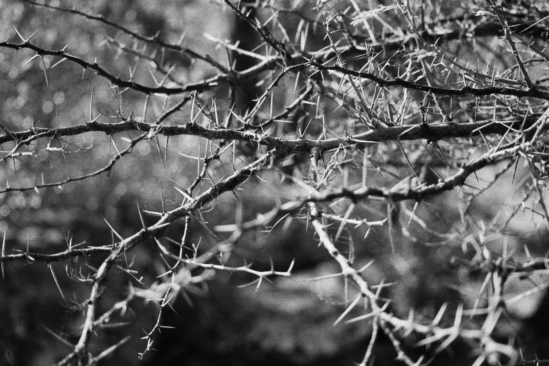 @paulasmithphoto · Mar 24 Replying to @ILFORDPhoto This was pretty fierce let me tell ya - makes our bramble seem like candy floss! Acacia Tree Thorns - South Africa. Ilford HP5+ 400, developed Rodinal, taken with Leica MP. #ilfordphoto #fridayfavourites with #fiercefilm.