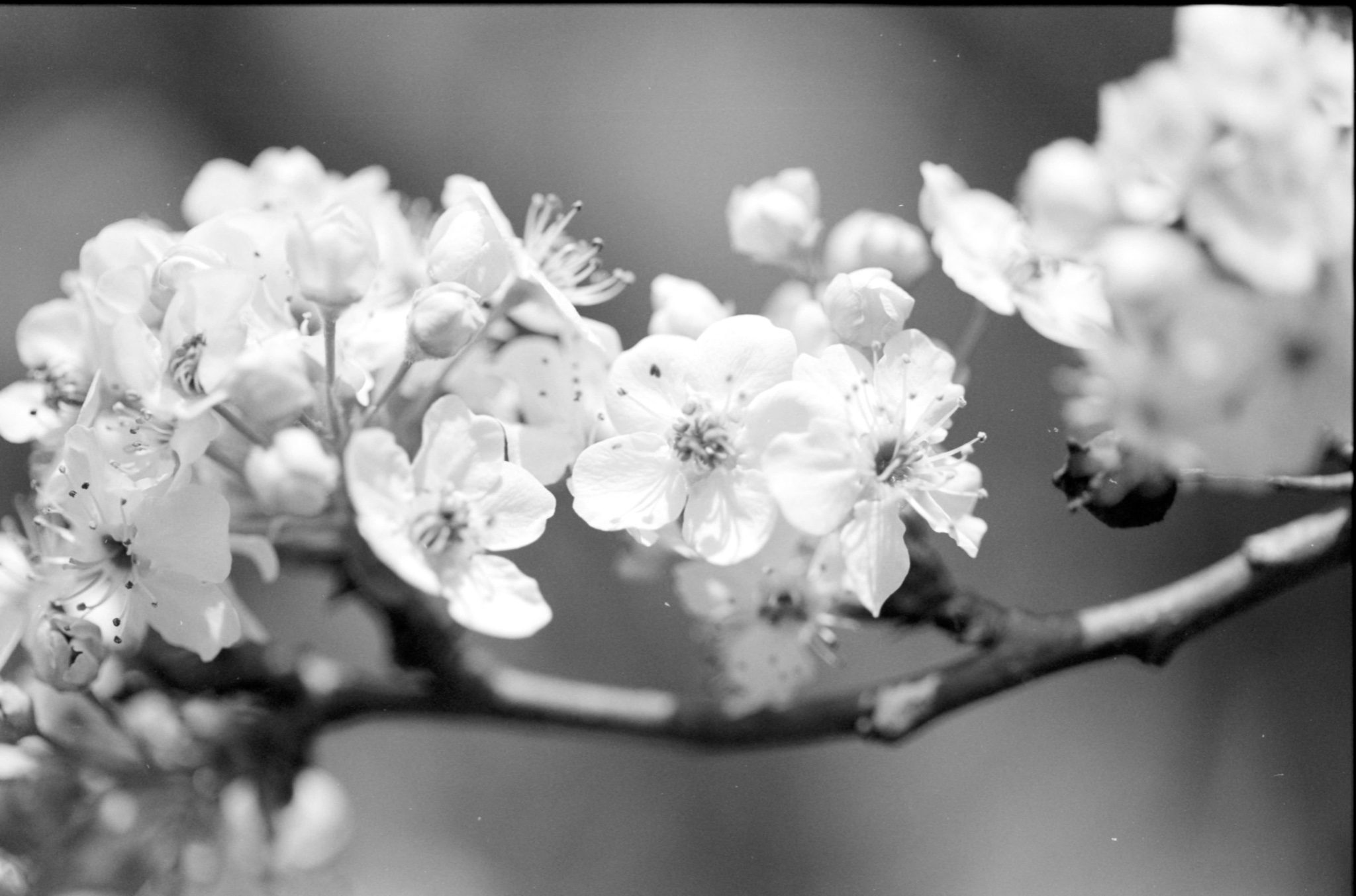 @bsanfordjr · 20h Replying to @ILFORDPhoto Bradford pear in bloom on Delta 100. #fridayfavourites #springinbandw #ilfordphoto