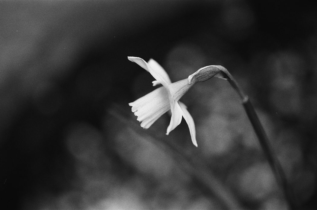 @pbconstant · 13h Replying to @ILFORDPhoto HP5+, Nikon F100,105mm Micro-Nikkor /2.8 #ilfordphoto #fridayfavourites