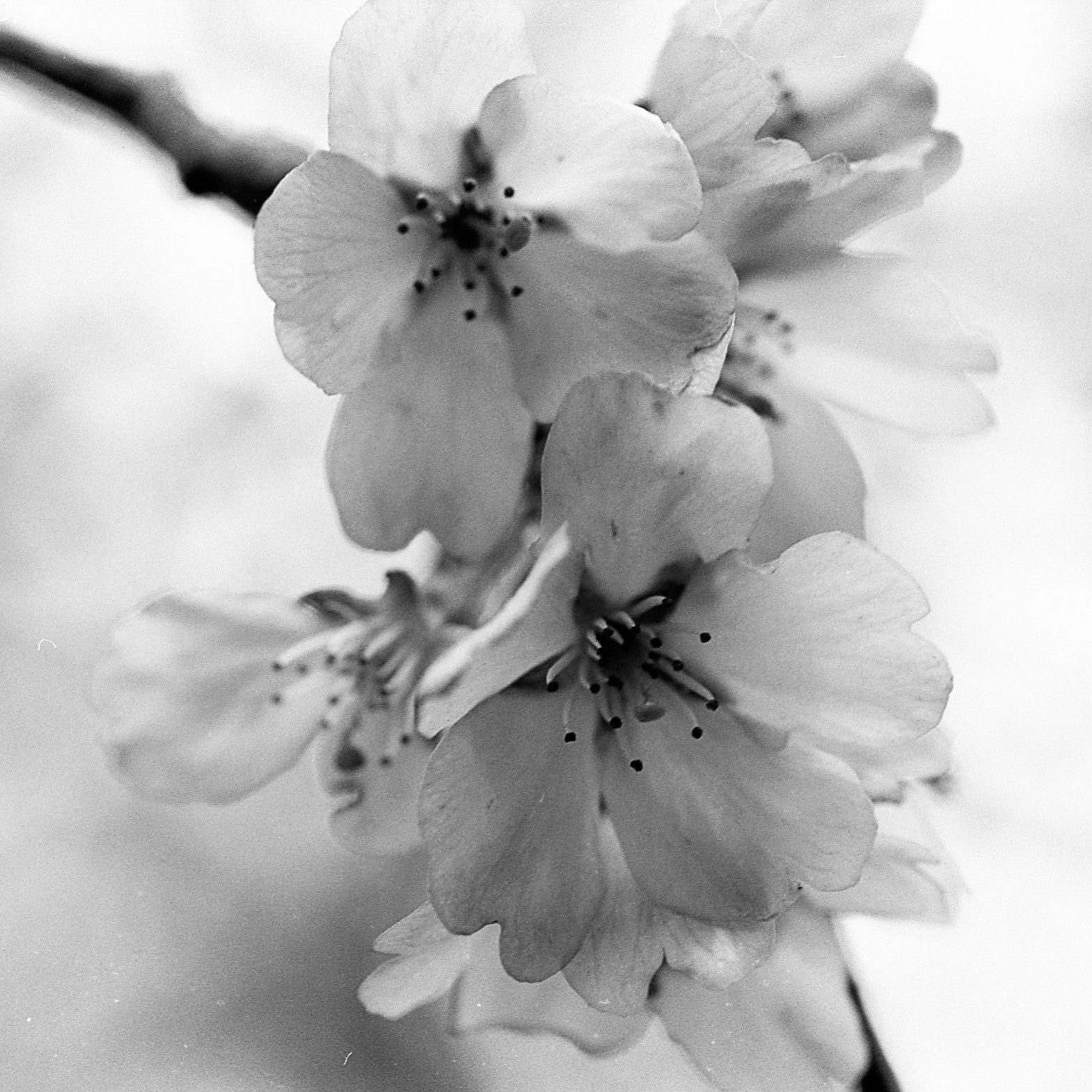 @DavidEDaVinci · 12h Replying to @ILFORDPhoto and @mparry1234 Cherry Blossom Ilford Ortho 80 #fridayfavourites #ilfordphoto #springinbandw