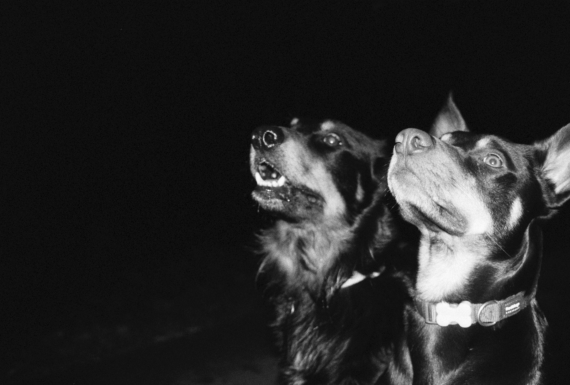 A pair of monsters lurking in the dark - Taken in Bangor, Wales on Kentmere 400