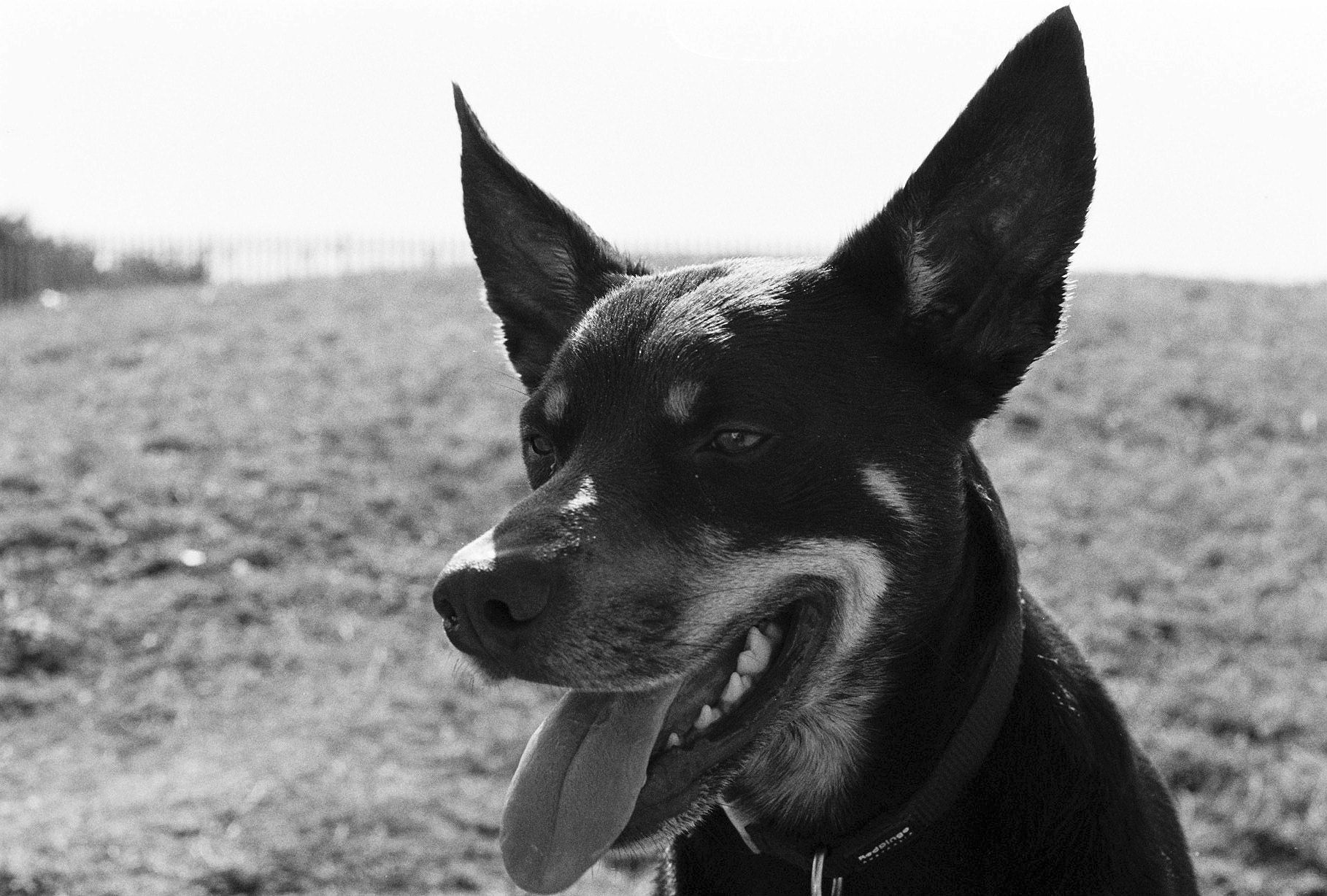 Monster 2 Rŵc - Taken in Herne Bay on HP5+