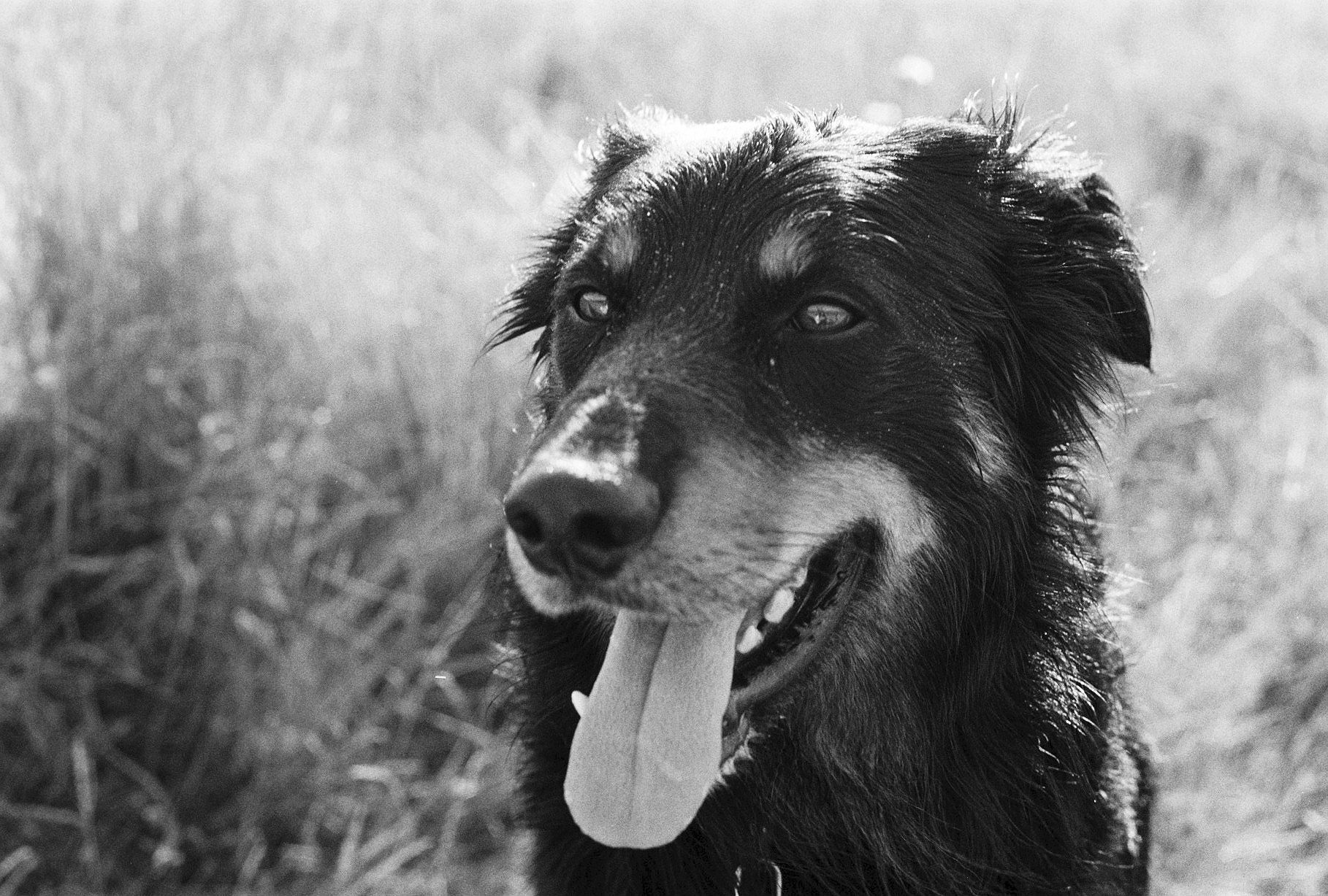 Monster 1 Brenin - Taken in Herne Bay on HP5+