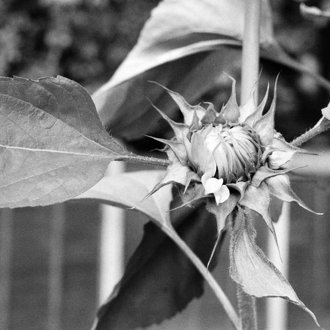 shelby2003.mp Signs of spring? 🎞 #ilforddelta400 📷 Olympus OM10 Develop www.harmanlab.com