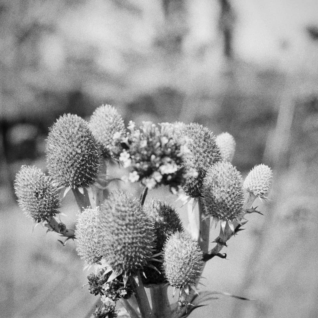 shelby2003.mp So many beautiful thistles and flowers in the gardens @culzean #familyfun #familytime #ilfordphoto #kentmere400 #kpan400 #istillshootfilm #gameoftones #analoguevibes #olympusom10 #filmisnotdead #gameoftones #35mm #blackandwhitefilm #ilfordphoto #fridayfavourites #filmbokeh