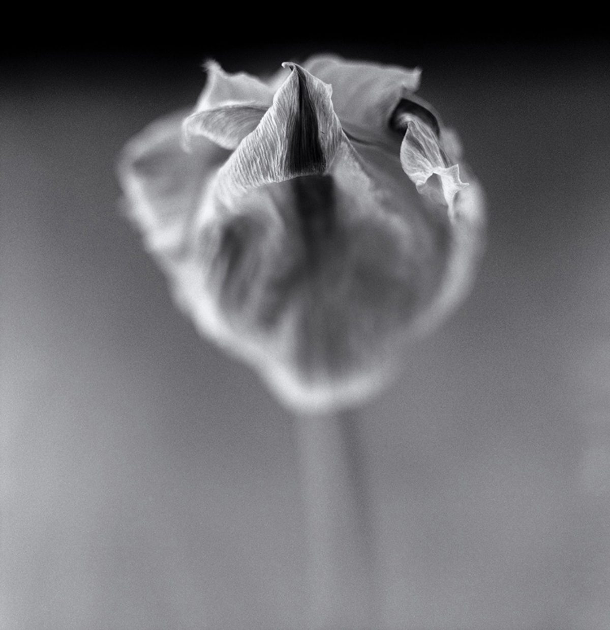 Tulip-Window-Light-Pan-F