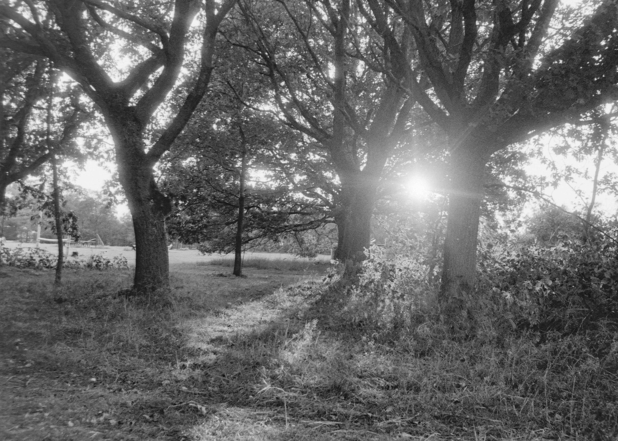 @chrisjcoan · 4h Replying to @ILFORDPhoto Sunset on HP5, shot on the Canon AE-1.