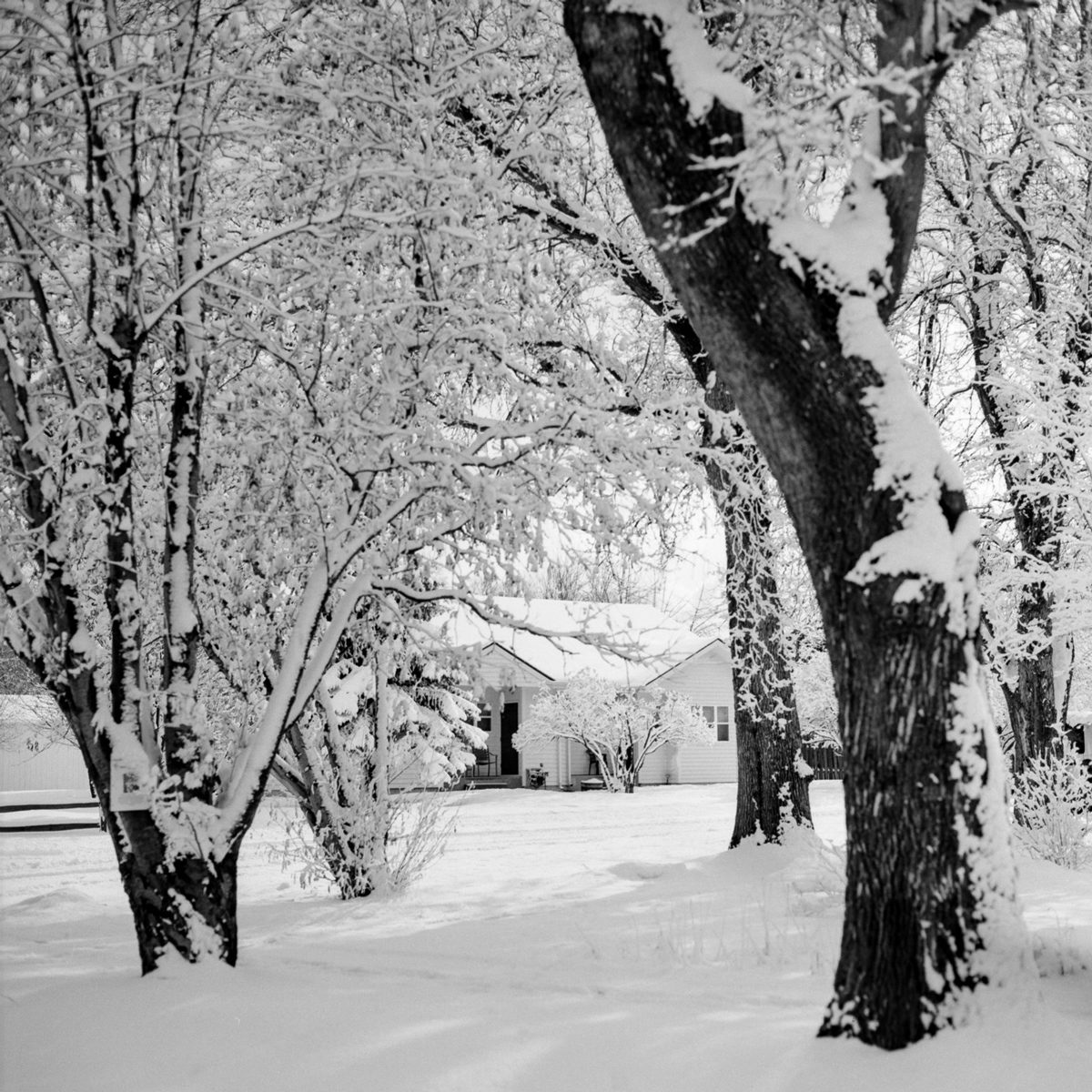 ILFORD PANF Plus film in Montanta Snow by Scott Young