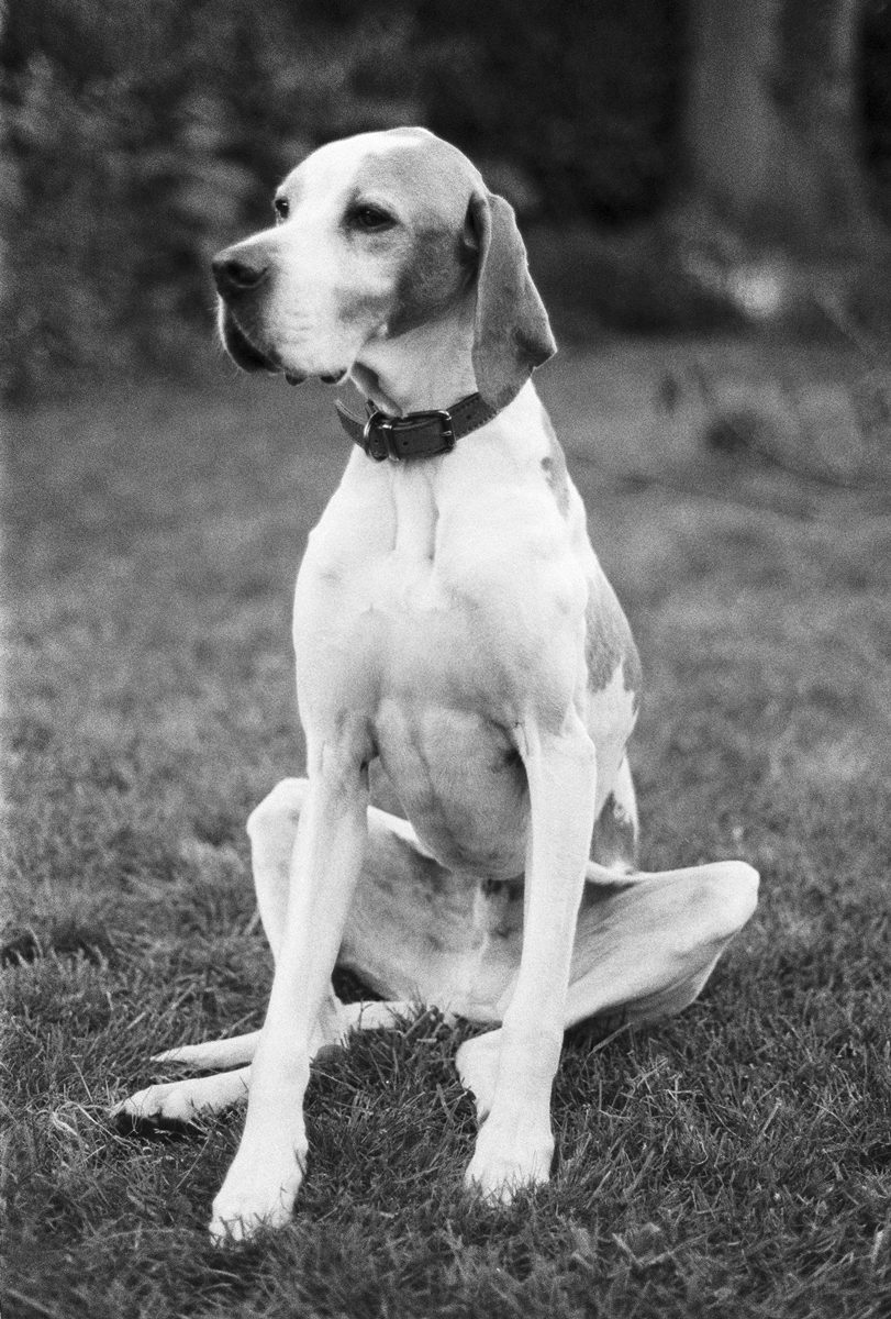 Humphrey by Alex Hancock on HP5 PLUS