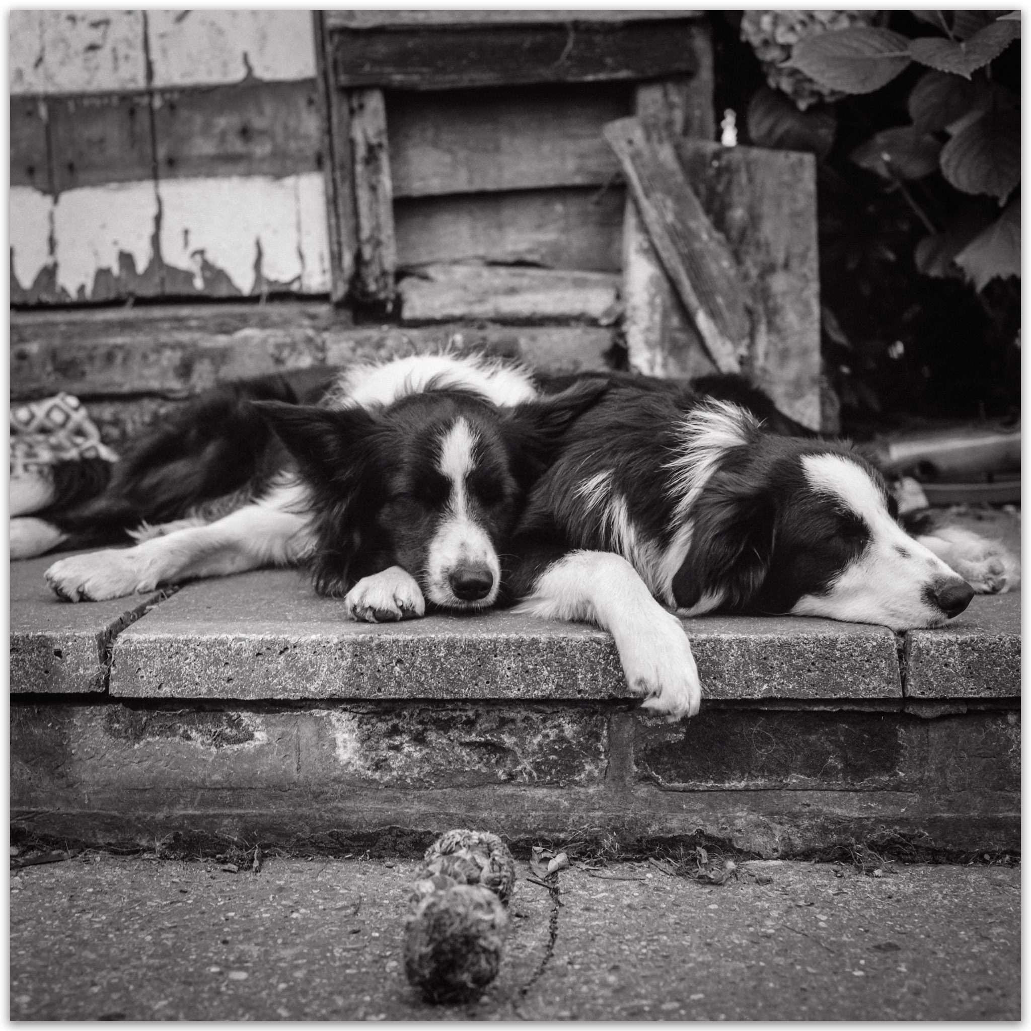 @apkeedle · Jul 8 Replying to @ILFORDPhoto Our two boys who are no longer with us. We have this printed large over the fireplace. Luka and Buddy. Smiling face with heart-shaped eyes Blad with FP4 #ilfordphoto #fridayfavourites #filmmemories