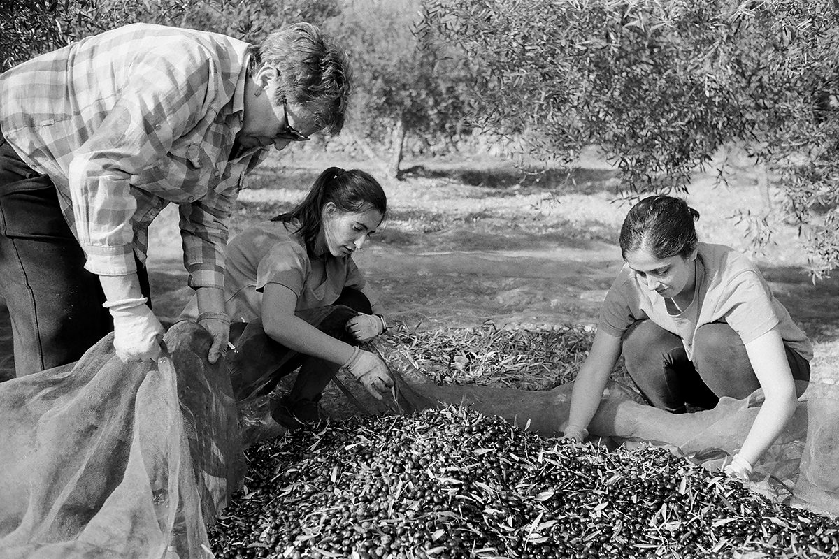 @EsperanzaGuiri Replying to @ILFORDPhoto Probably my favourite pictures from the last year, and possibly few years, made with #35mmhp5 while olive harvesting last November. #ilfordphoto #fridayfavourites