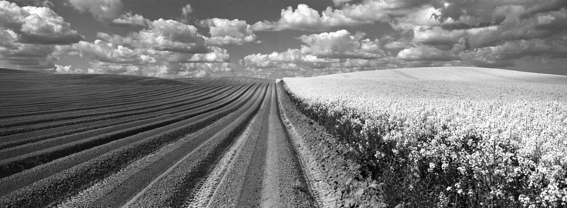 Field border, near Stanisław, f = 16, exp = 1 / 250s,