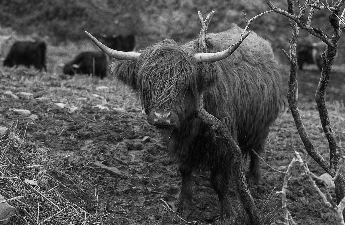 @timdobbsphoto "Do you have a comb?" ... Nikon F100, Sigma 105mm f2.8 on ilford FP4+ at 200 for this week's #ilfordphoto #fridayfavourites theme of #35mmfp4 #believeinfilm