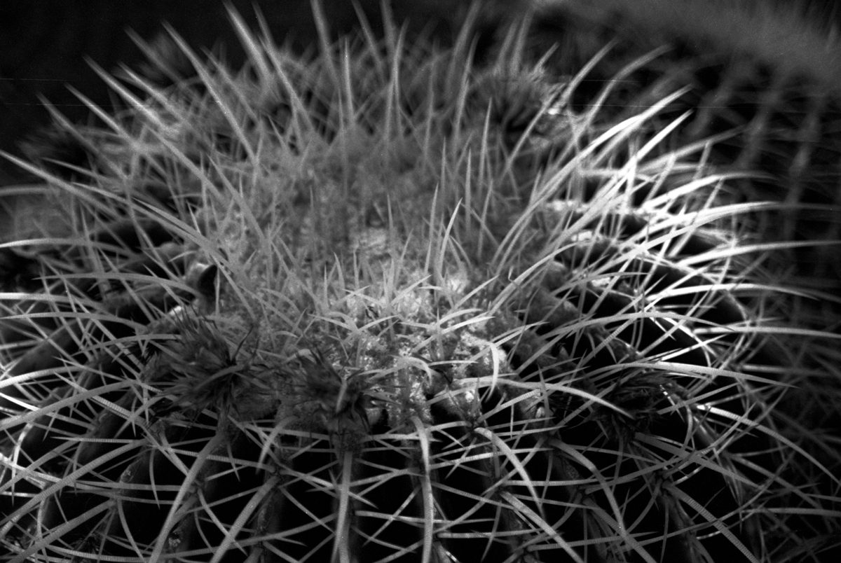 @JF41180 Barrel Cactus Nikon F4s, 28-105 @ILFORDPhoto Pan F Plus #ilfordphoto #fridayfavourites #35mmpanf #believeinfilm #filmphotography