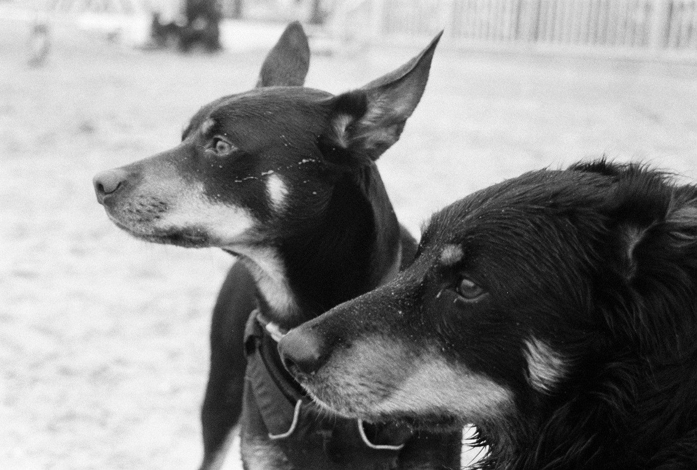 My puppies Brenin and Rwc (Front to back) on the beach, clearly interested in something in the distance. Shot on HP5.