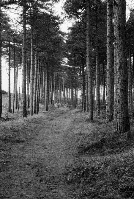 Newbrough forest on Anglesey, one of the trails that leads to the beach. Shot on Kentmere 400.