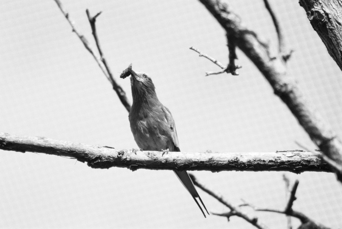 Bird-and-Bug---FP4-Nikon-F601 Behind the Film Michelle Parr