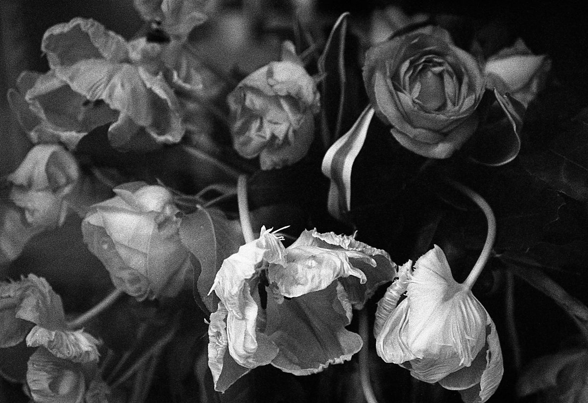 © M.C.FitzGerald 12-Minolta-SLR,-Rokkor-50mm-macro-lens,-Delta-100-@-50