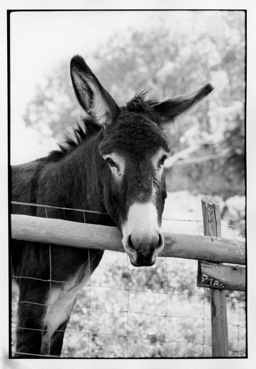 © M.C.FitzGerald 3-Leica-M6-Delta-100-@-50