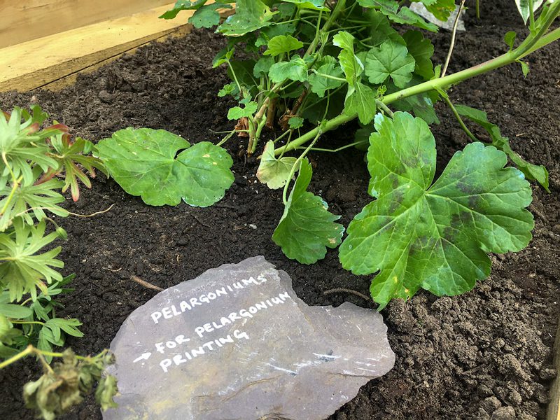 The garden at sustainable darkroom