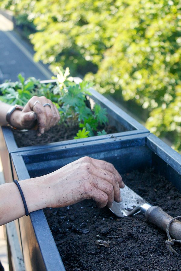 The garden at sustainable darkroom