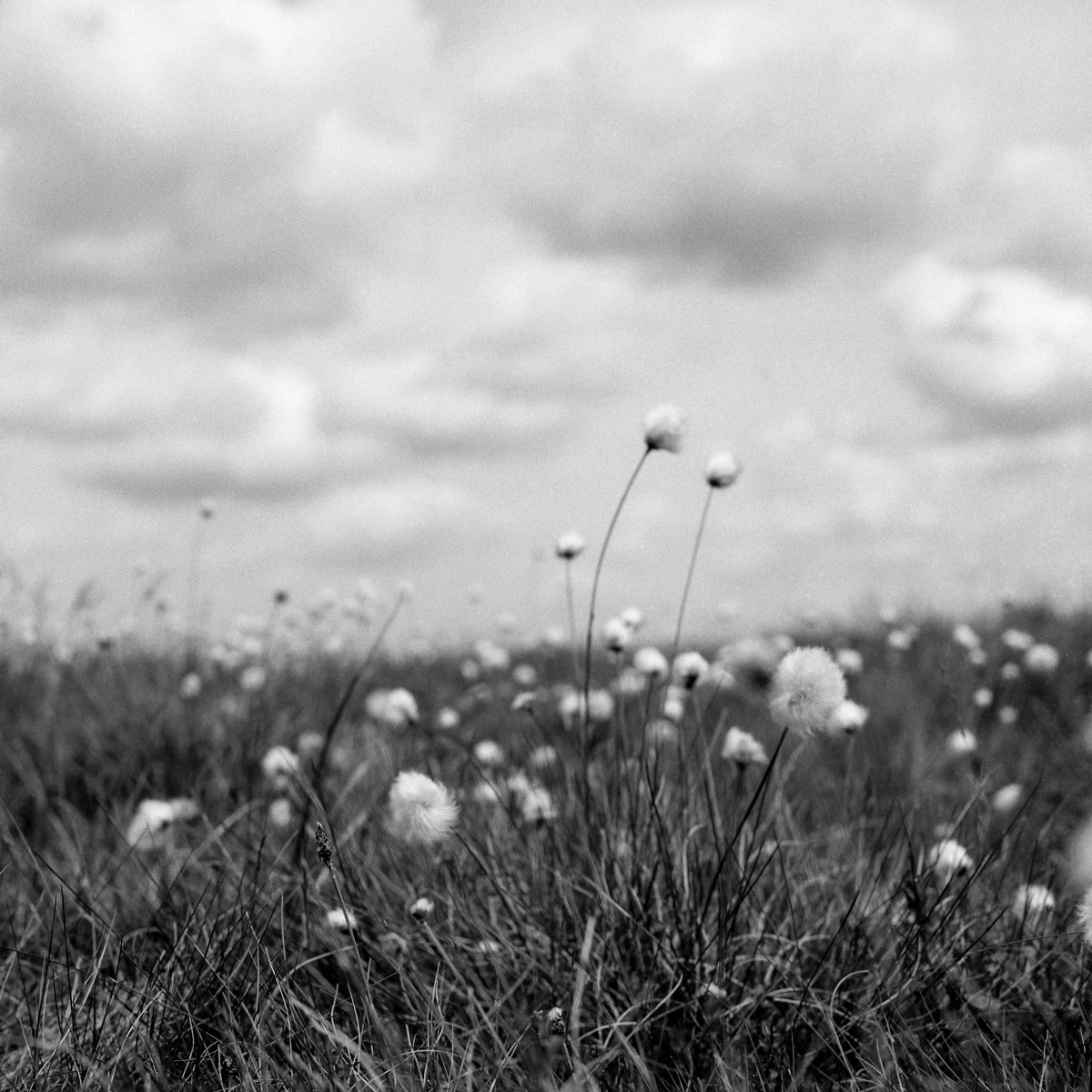 2017-10-31-v-Delta100-005.jpg Peak District.  2017, Ilford Delta 100, Hasselblad 500C/M.