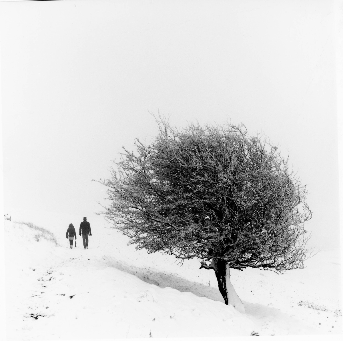 2021-01-29- MGIV-RC--001.jpg Lone Hawthorn, and figures, 2021. Ilford Delta 100, Hasselblad 500C/M. Multigrade RC print.