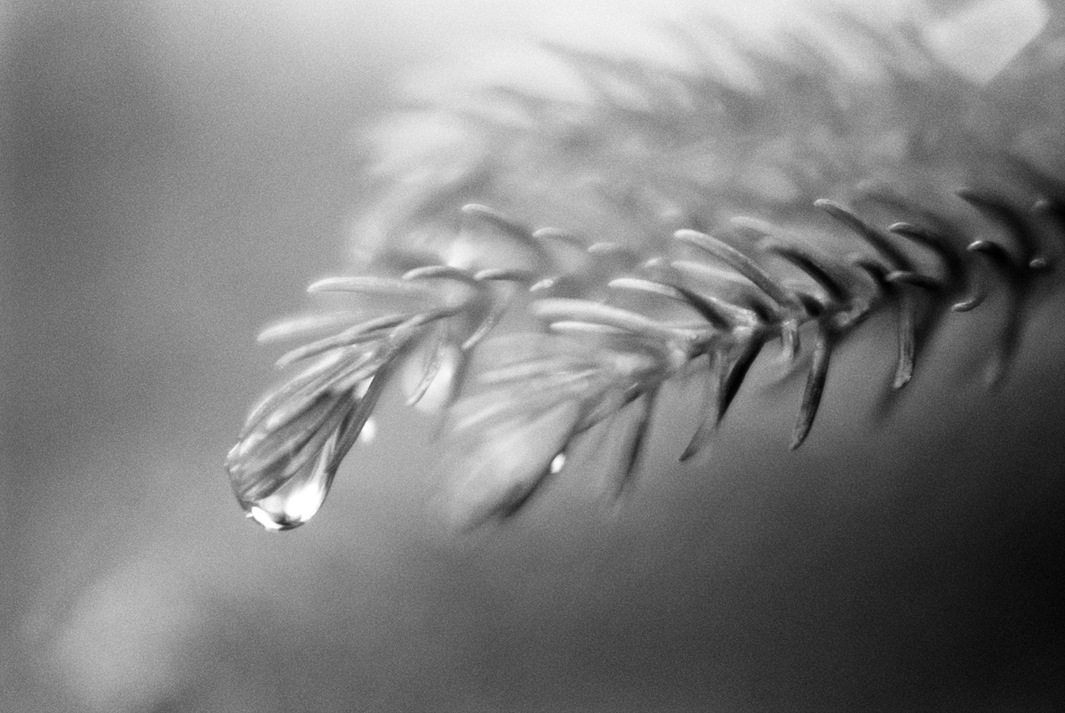 HP5+ / Olympus OM-1n / Zukio Auto-S 50mm f1.8 with close up filter / September 2019 In Focus Morag Perkins