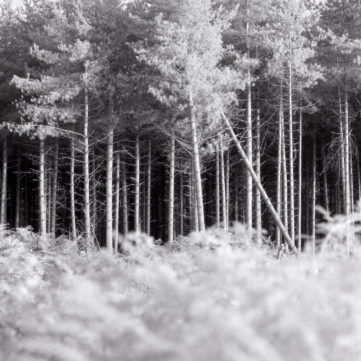 Dunwich Forest, Suffolk. Taken on a Bronica SQAi with Ilford SFX 200 and a 720 filter. Developed Ilfotec HC 1+31.