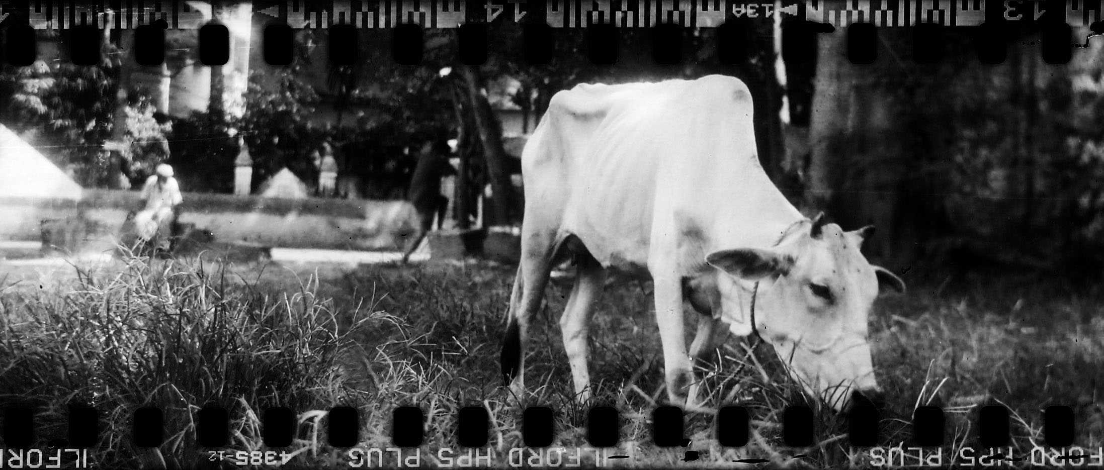 midtonegrey @midtonegrey The film format I shoot most often is 35mm, but sometimes – as in this photo – I load it in a medium-format camera. Street photography in Kolkata, with #ilfordhp5 and my grandfather's Agfa Record 6×9 folder! #ilfordphoto #fridayfavourites #myresolution