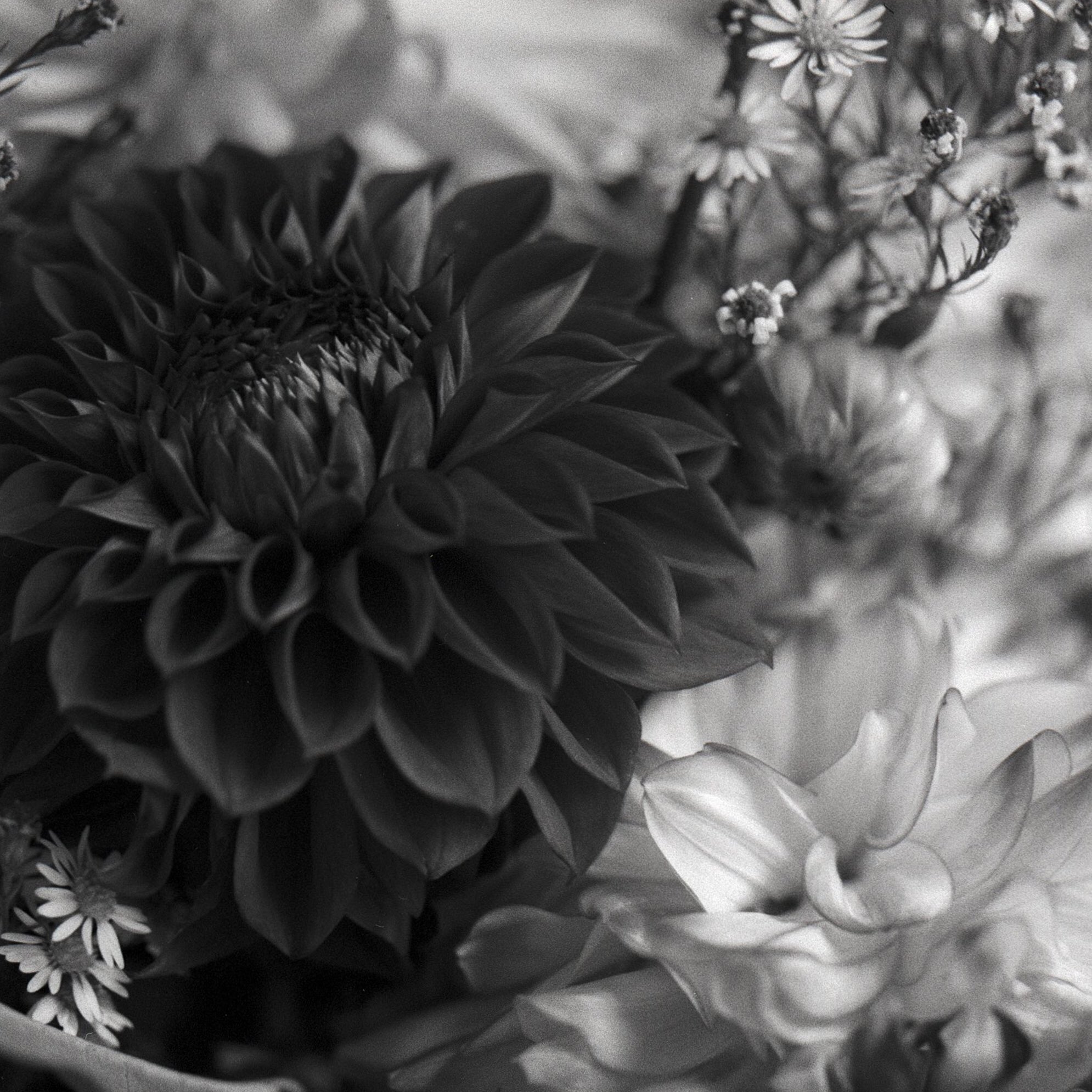 @DrMarsRover Replying to @ILFORDPhoto I photograph with 120 most often. Dahlias on Delta 3200 #ilfordphoto #fridayfavourites #myresolution