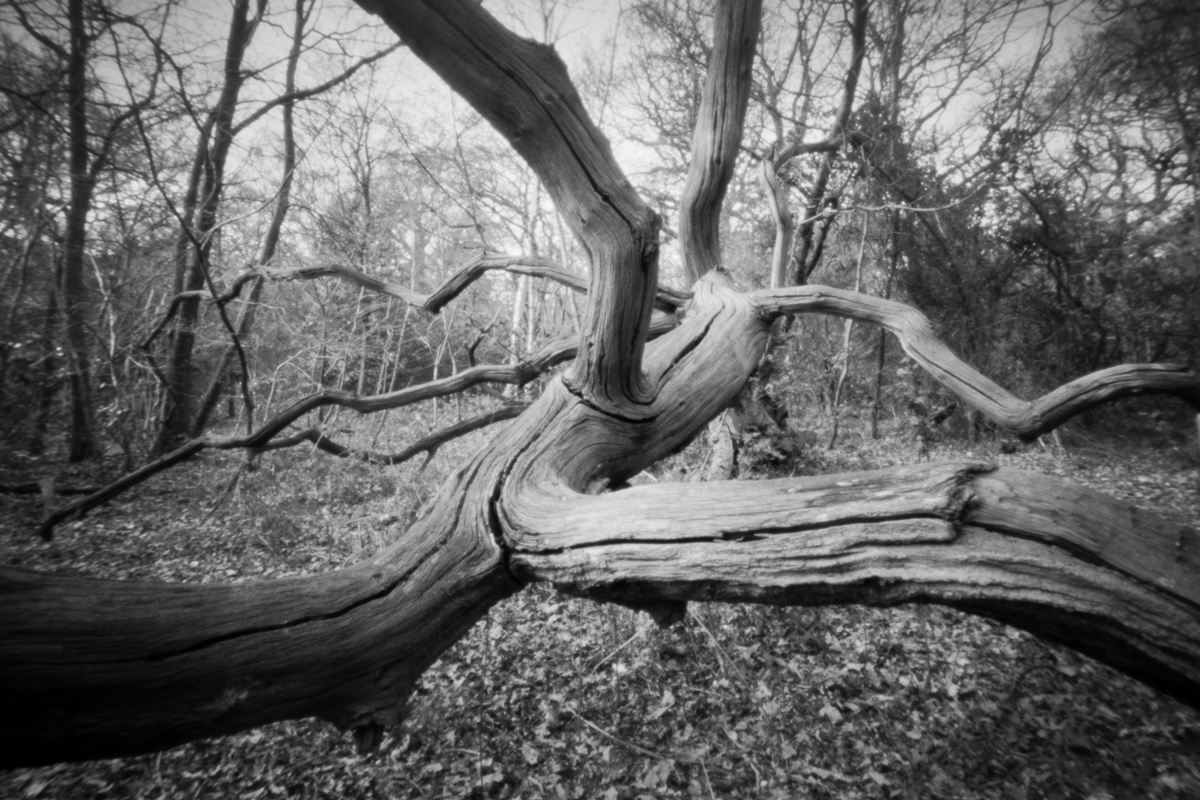 Fallen Tree. Ondu Multiformat Pinhole Camera with Ilford FP4+ EI 100. Developed Ilfotec HC 1+31.