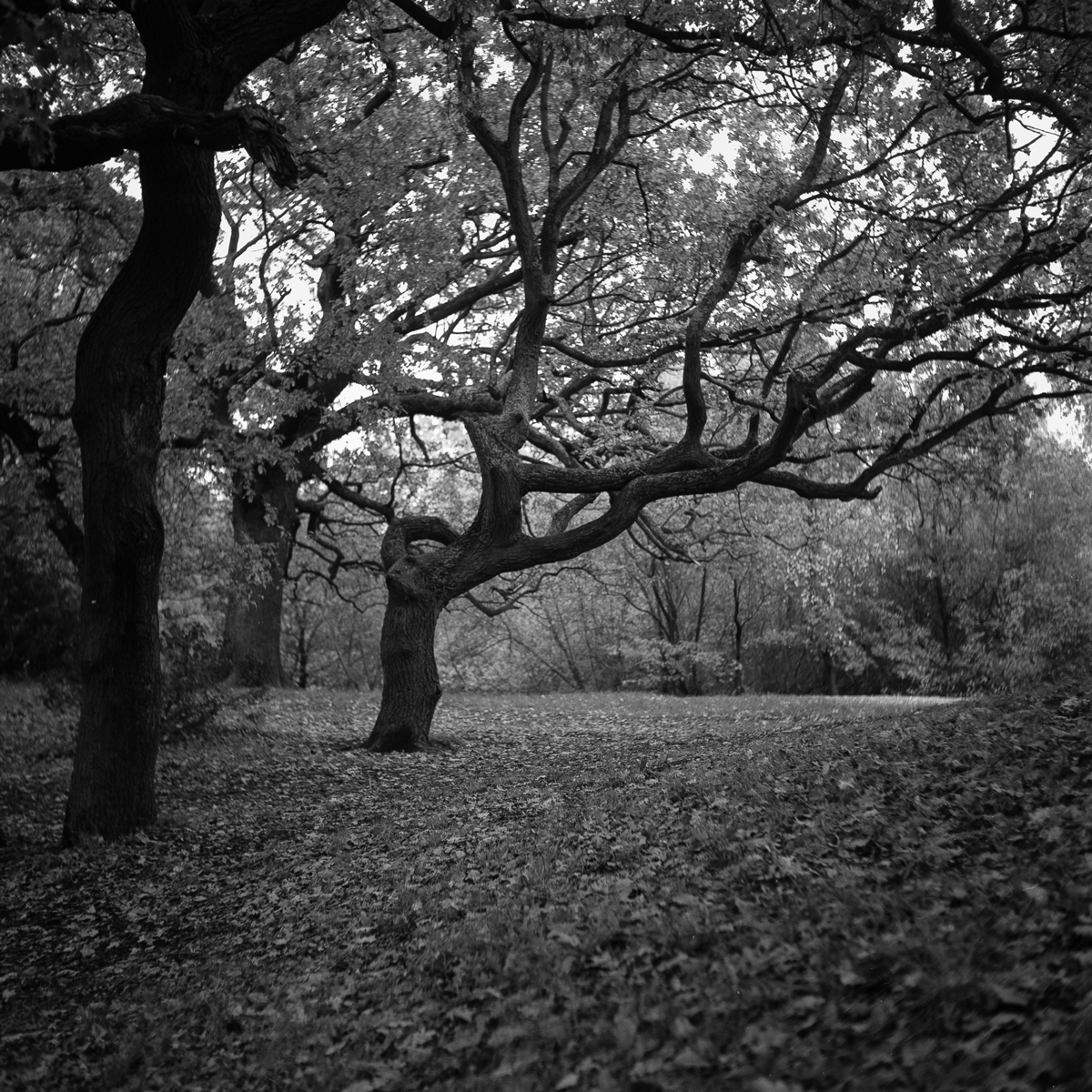 rees near Hollow Pond. Taken on Rolleiflex Automat with FP4+ EI 200. Developed Ilfotec HC 1+31.