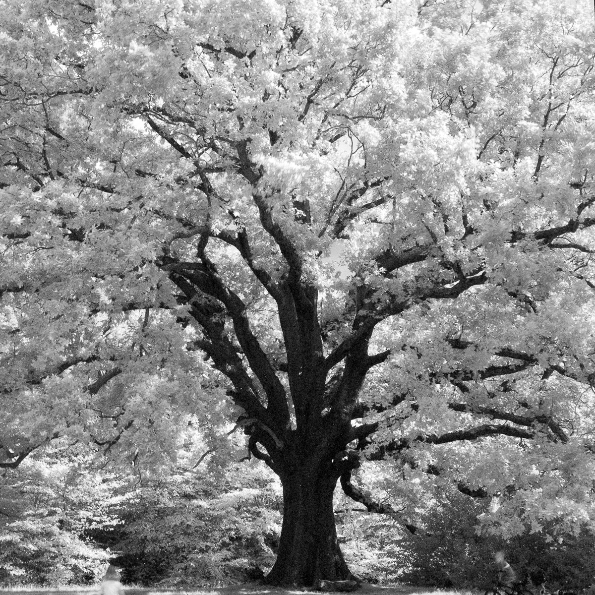 Oak Tree, Infrared effect. Taken on a Bronica SQAi with Ilford SFX 200 and a 720 filter. Developed Ilford DD-X 1+4.