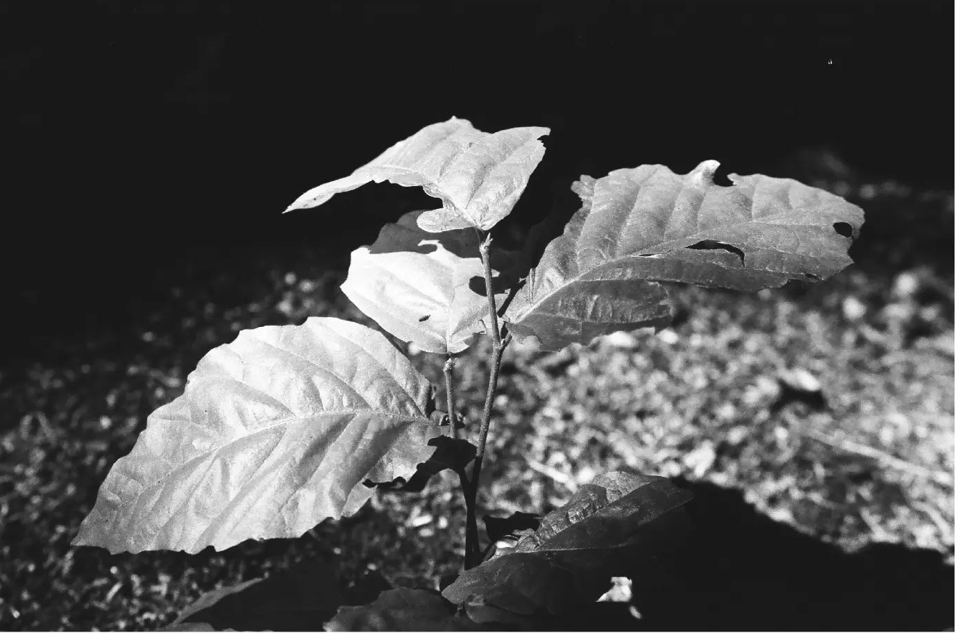 larsjanerphotography "Canopy II" August 2021 Ilford Ortho Plus 80 shot with Canon A-1 + Sigma 50mm Processing by @oldschoollab @photosmithnh #analogphotography #filmphotography #shadowsandlight #highcontrast #texture #blackandwhiteimage #blacknwhitephoto #blackandwhitephotography #bnwlovers #bnwphotography #bnwlife #blackandwhitefilm #filmshooter #ishootfilm #35mm #ilfordortho #ilfordphoto #sigmalens #grainisgood #filmisbetter #analogshooters #manualphotography #photographyisart #artphotography #analogvibes #fridayfavourites #35mmortho #canonphotography #canonanalog #canonA1 @ilfordphoto