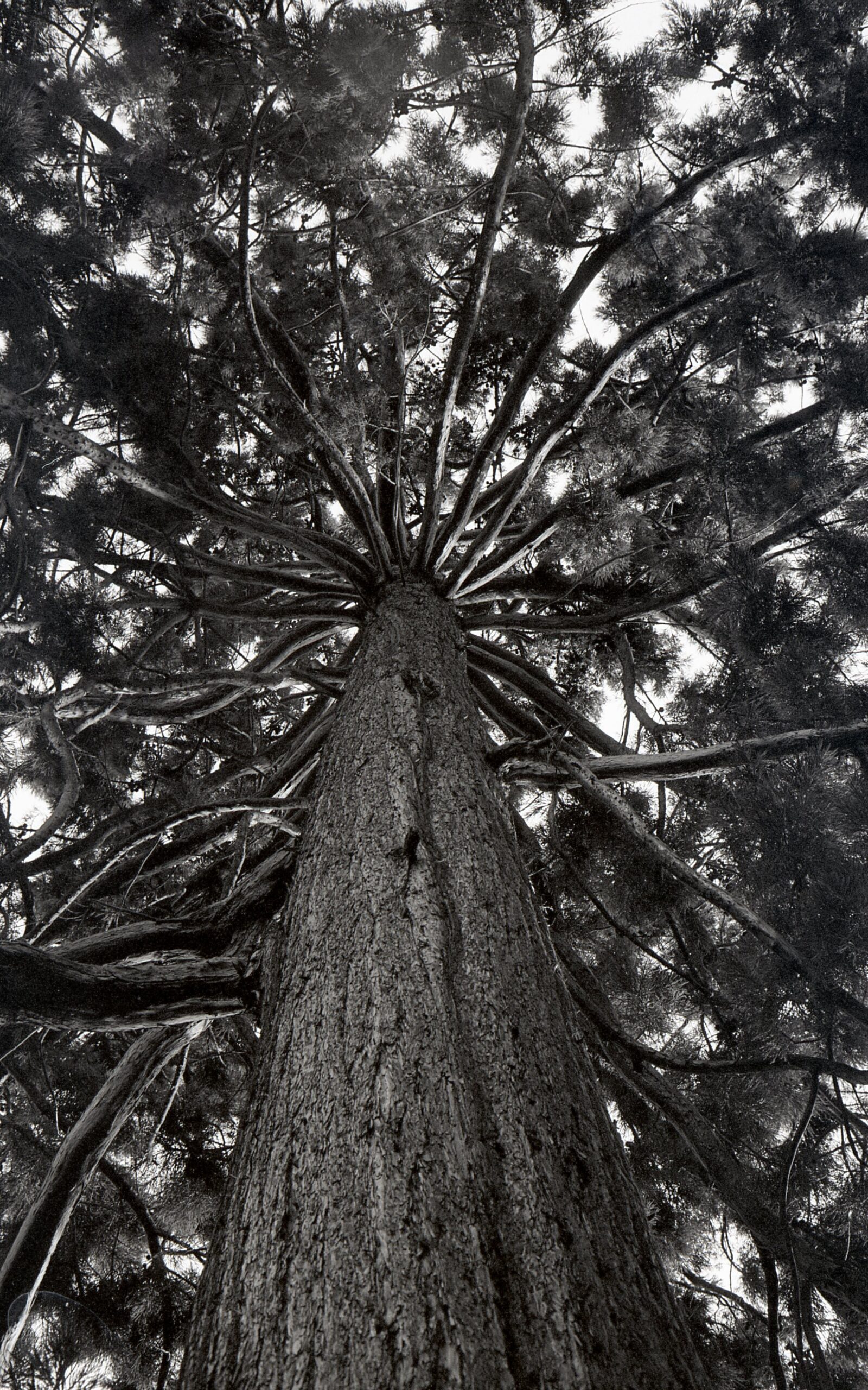 @henry_balen Replying to @ILFORDPhoto Favourite tree in the local park on Ilford Ortho. EI80, developed in Perceptol stock solution. Taken through a 40mm Summicron. #35mmortho #ilfordphoto #fridayfavourites