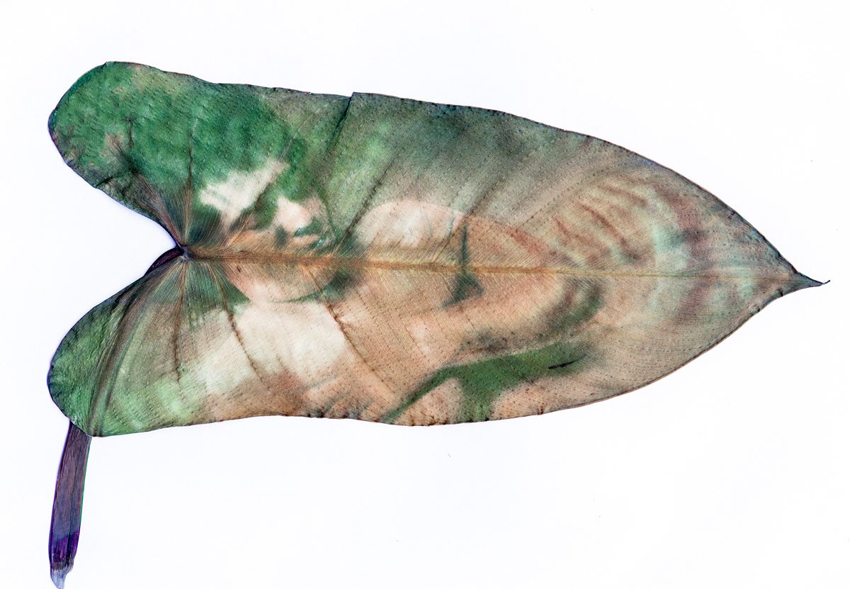 Chlorophyll print over Phylodendron leaf. Original photo was taken using Nikonos V and Ilford Delta 100