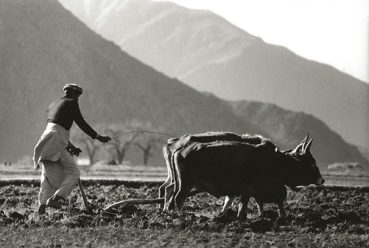 Black and white photograph of a farmer with his cows