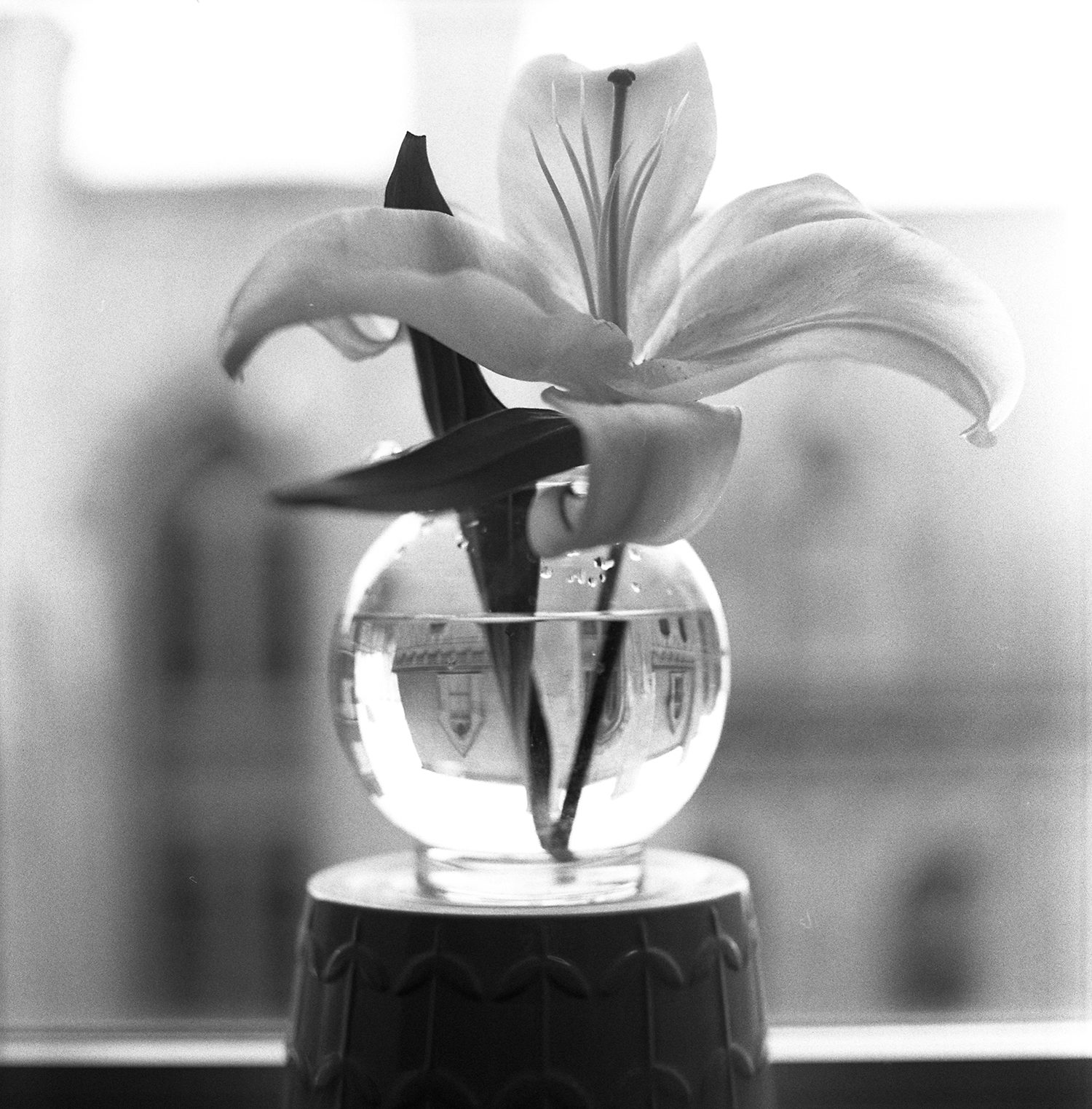 Black and white still life photography of a lily flower shot for ILFORD Photo #FridayFavourites #sheshootsilford