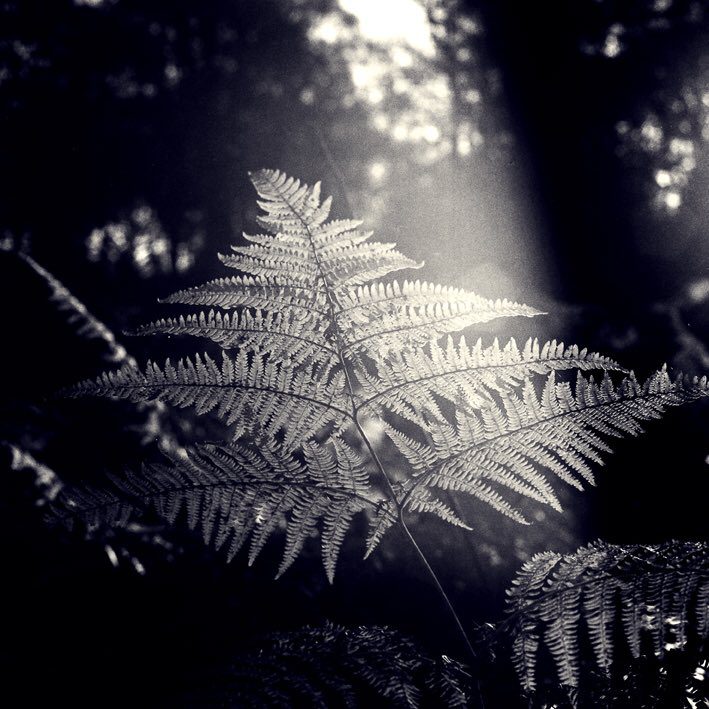 @MerriMayhem Replying to @ILFORDPhoto Not a drama filled sky but some dramatically lit Bracken. Shot in the Bronnie with some FP4 #ilfordphoto #fridayfavourites #filmdrama