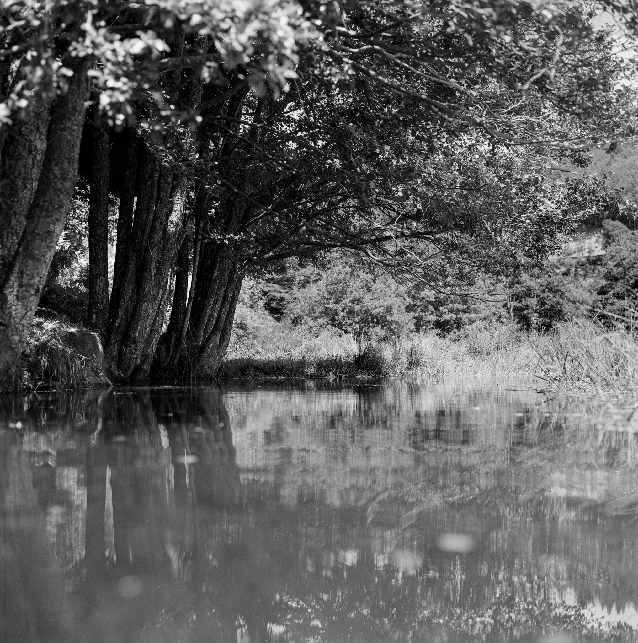Black and white photograph of a tree and landscape reflected in the water