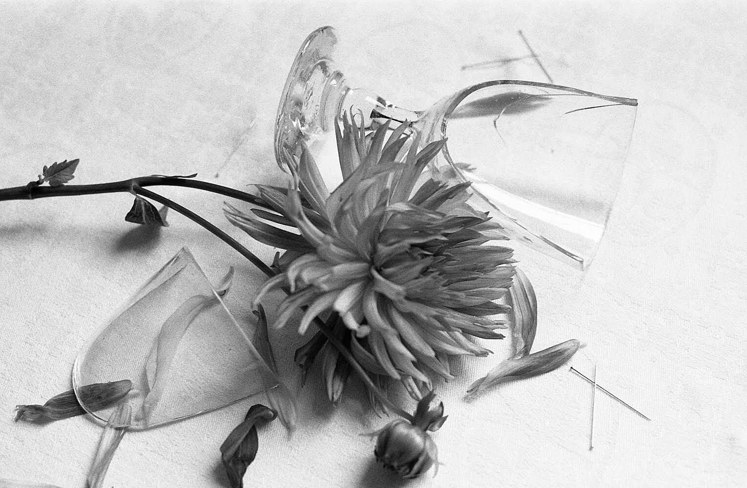Black and white image of a flower surrounded by glasses shot for ILFORD Photo #FridayFavourites #sheshootsilford