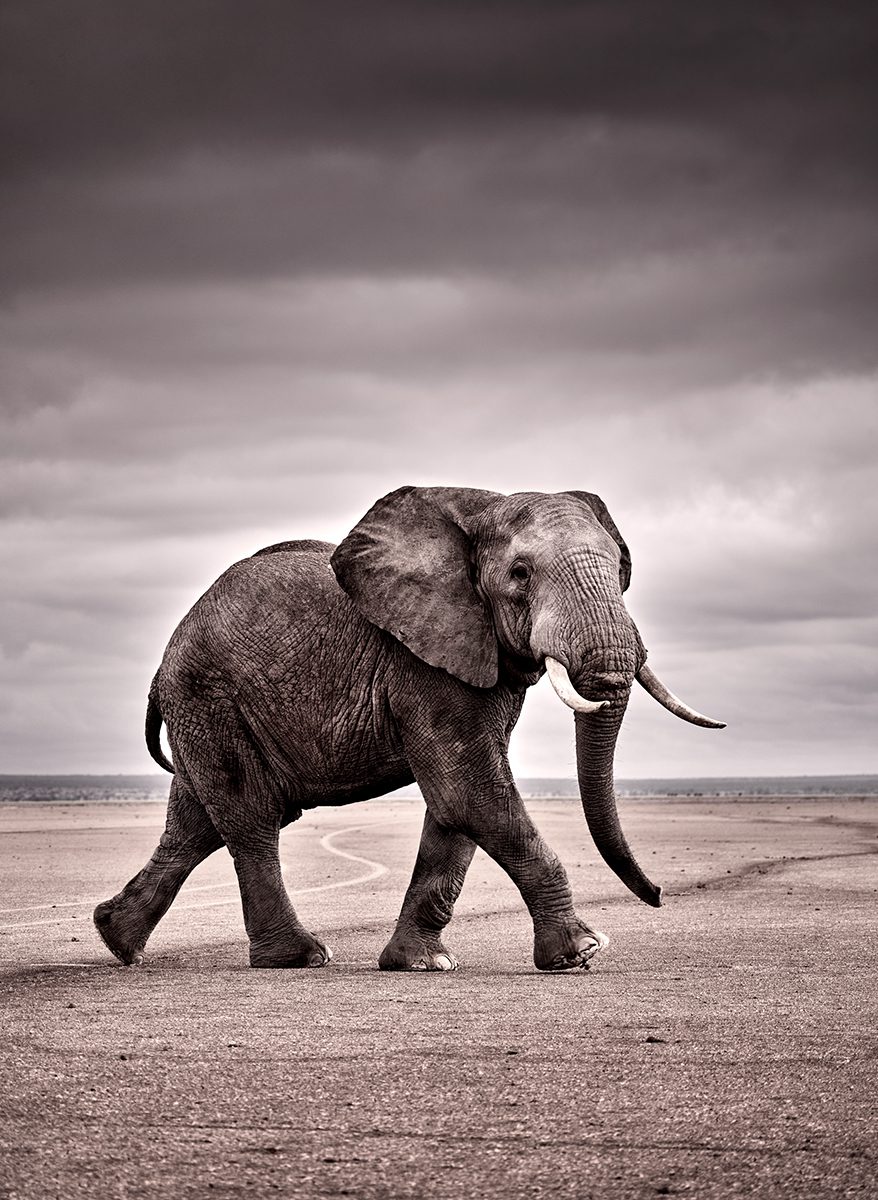 Black and white photo of an elephant walking