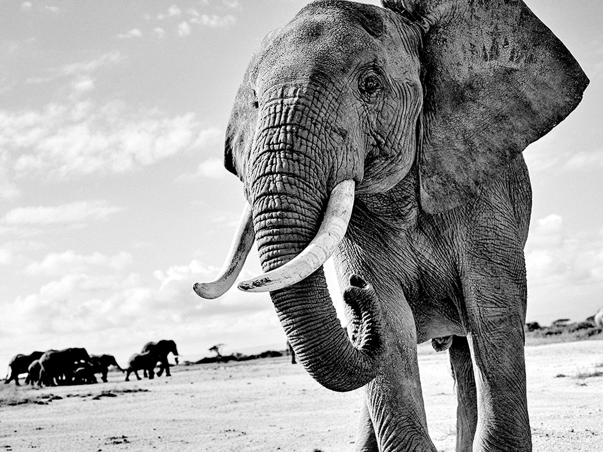 Black and white photo of an elephant