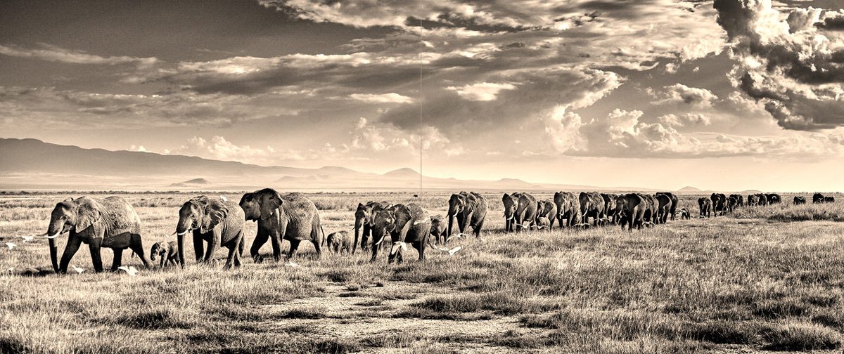 Sepia landscape image of elephants walking away