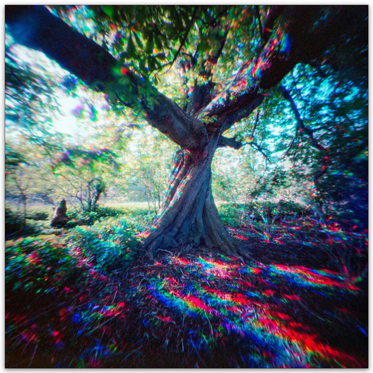 Colour photo of a tree