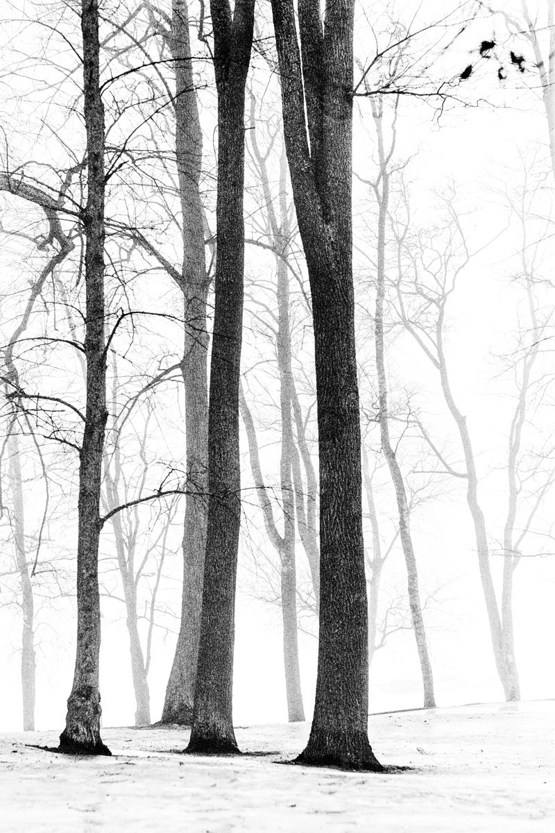 Black and white photo of trres in the woods, simplistic