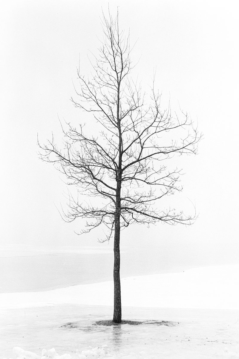 Black and white image of a tree with no leaves